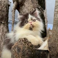 kucing peaknose kitten