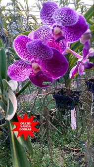 vanda hybrid gratis vanda doglas