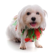 Dog Scarf cat DP-SCRF-17