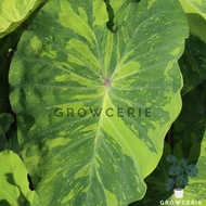 Colocasia Esculenta Lime Gecko / Keladi Lime Gecko / Colocasia Lime Gecko / Keladi Gecko / 水芋叶 (Medi