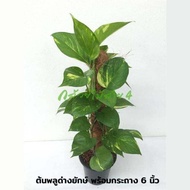 ต้นพลูด่างยักษ์ กระถาง 6 นิ้ว (Epipremnum aureum) ไม้ฟอกอากาศ พร้อมเสาใยมะพร้าว ความสูง 55 ซม.