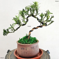 Bonsai Wire Aluminum Black Aluminum Craft Wire Rust Resistant Aluminum Bonsai