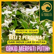 Orkid Merpati Putih / Orkid Hutan / Orchid CahayaWarisanAgro KCW1920