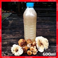 เชื้อเห็ดปลวกตาบ น้ำสปอร์และเส้นใยเห็ดปลวกใหญ่ ขวด600ml.พร้อมวิธีปลูก เชื้อเห็ด