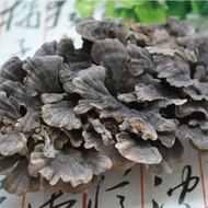 Turkey Tail Mushroom Whole (Trametes versicolor)