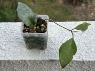 hoya caudata sumatra 毬蘭尾狀青銅器 / 小小苗