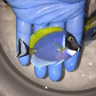 BARANG TERLARIS IKAN HIAS AIR LAUT BOTANA BIRU / POWDER BLUE TANG SIZE