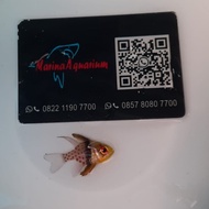 Ikan Hias Laut Capungan Titik