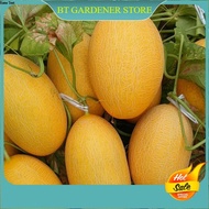 Benih Golden Rock Melon 5pcs/黄金哈蜜瓜籽 Ready Stock Sarawak