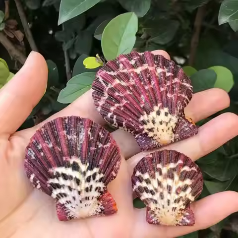 Oil Painting Scallop, Natural Shell & Conch, Sea Fan Clam, Photo Prop, Aquarium Scaping, Aquatic Orn