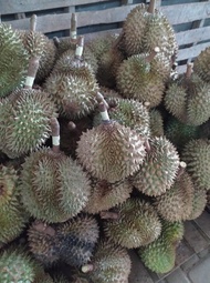 Terbaru Durian Montong Palu Utuh Premium (2,5Kg) Best Quality