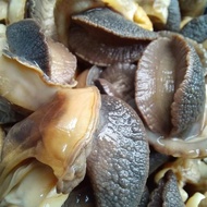 |NEWSALE| Daging Bekicot 02 Fresh Segar