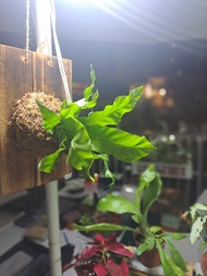 【苔療癒】植物上板/板植/禮物/觀葉植物/鹿角蕨
