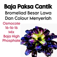 Baja Paksa Cantik Bromeliad - Bromeliad Besar Lawa dan Colour menyerlah by Gha Garden House