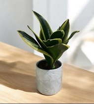 虎尾蘭科（荷花蘭）盆栽