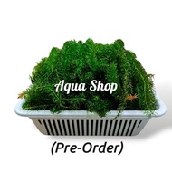 Fresh Hydrilla - Makanan Udang Kara Air Tawar | Guppy (Pre-Order)