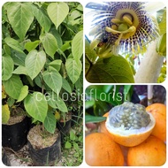 Bibit Tanaman Buah Markisa Konyal Manis Orange