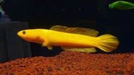 Channa Golden Limbata [READY STOCK][FAST SHIPPING] Ikan Hiasan Akuarium - Snakehead 雷龙/ Haruan/ Toman 多曼观赏鱼