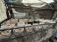 白皮月界（塊根）