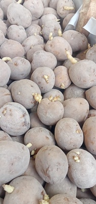 bibit kentang g2 granola L per krat