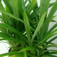 Fragrant Pandan Leaves