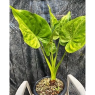 alocasia cucullata white variegated(keladi viral)