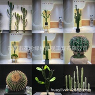Cactus Pillar Simulation Cactus Cactus Cactus Cactus Stick Green Plant Small Medium Small Cactus Hom