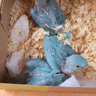 indian ringneck biru/ blue indian ringneck (irn blue)