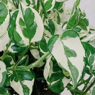 [READY STOCK] POTHOS NJOY | EPIREMNUM AUREUM CUTTING | KERATAN BATANG POTHOS NJOY | MONEY PLANT