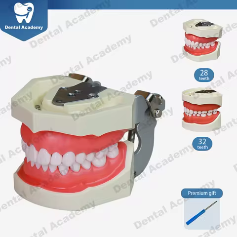 Dental Typodont Model Same as Kilgore Nissin 200 & 500 Type 28/32 pcs Removable Screw-in Teeth