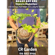 南非龟背甲 龟背甲 龟甲龙 1粒 Dioscorea Elephantipes 1 Seed (Germination Days: 1 Week to 1 Year or Above, Takes T