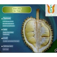 ANAK POKOK DURIAN MONTHONG HYBRID / BANTAL EMAS KAHWIN D159 (IMPORT) (TINGGI 3 KAKI)