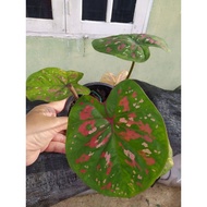 Rare Caladium/Keladi Thailand/Monsawan