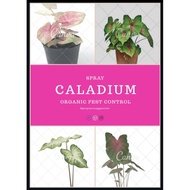 🔥PROVEN RESULT🔥 [SPRAY CALADIUM] SPRAY KELADI CALADIUM BERKESAN