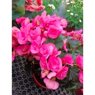 Begonia Rose/Elatior/Begonia'Roseform Rose'(Random)海棠玫瑰 Pot Live Plant FlowerPokok Hiasan Bunga