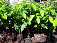 Cây giống Mãng cầu xiêm Thái bầu to cây khỏe như hình [ cây ghép cho trái sớm ] [ GHN EXPRESS ]