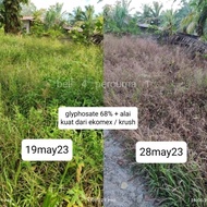 Racun rumput lalang sawit getah glyphosate