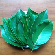 Fresh Bay Leaves 1 Kg