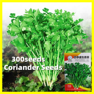 เมล็ดผักชี สายสมร Coriander Seeds - งอกง่าย 300เมล็ด/ซอง เมล็ดพันธุ์ผักชี เมล็ดพันธุ์ ผักชี Flat Leaf Parsley Seeds for Planting Chinese Parsley Vegetable Seeds Bonsai Vegetables Plants Seeds เมล็ดพันธุ์ผัก เมล็ดผัก ผักสวนครัว เมล็ด บอนสี ต้นไม้ เมล็ดบอนส