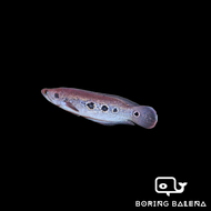 BRBN Ocellated Snakehead - Channa Pleurophthalma - Channa - Snakehead - Ikan Channa - Aquarium Fresh