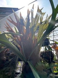 AKKI 鹿角蕨側芽