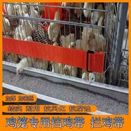 Sangkar pembiakan ayam dengan jalur penghalang ayam, sangkar pengumpul telur ayam, sangkar ayam untu