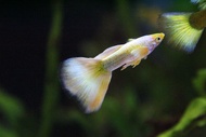 Live Gold Guppy Fish  GRADE A  24kGold Guppy fish  MALE ONLY  1.5  to 2.5 inch