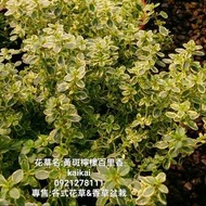 黃斑檸檬百里香盆栽(5吋)/香草植物