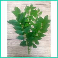 ▼ ♠ ▥ Madre De Cacao/Kakawati leaves - 250 grams