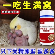 Parrot Boy Duobao Parrot Fast Back Laying Eggs Fast Eggs Duoduo Bird Laying Eggs High Spiration Rate