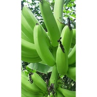 Sulur benih pokok pisang TOMAN