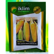 Maize Sweet Corn (Jagung Manis) seed by BIRTAS (Turki)