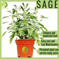 [Local Seller] Sage Edible Herbs & Spices Houseplant Indoor Plant Pot size 15 cm | The Garden Boutiq