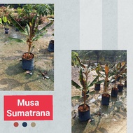 Musa acuminata var. sumatrana Musa Variegated Blood/Pisang Batik Merah